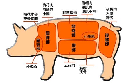 豬鼻筋|豬「最肥部位」不是五花肉而是「它」？腰內肉最軟嫩。